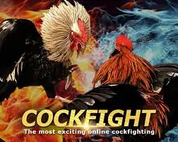 Cockfight Login